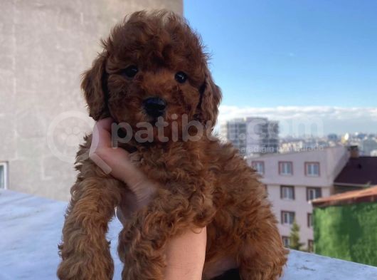 %100 Safkan Red Brown Toy Poodle Yavrular görsel