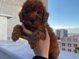 %100 Safkan Red Brown Toy Poodle Yavrular