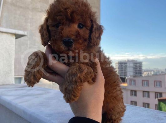 %100 Safkan Red Brown Toy Poodle Yavrular