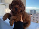 Ev Doğumu Red Brown Toy Poodle Yavrular