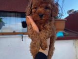 Tüy Dökmeyen Red Brown Toy Poodle Yavrular