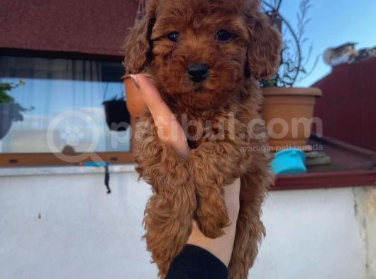 Tüy Dökmeyen Red Brown Toy Poodle Yavrular görsel