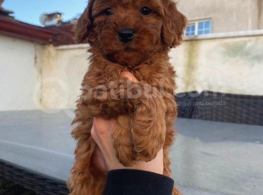 Tüy Dökmeyen Red Brown Toy Poodle Yavrular görsel