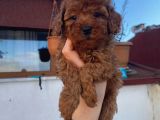 Tüy Dökmeyen Red Brown Toy Poodle Yavrular