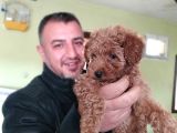 Nescafe Tadında 3 Ü 1 Arada Tüy Dökmez, Zeki, Mükemmel Görsellik Toy Poodle
