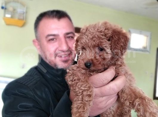 Nescafe Tadında 3 Ü 1 Arada Tüy Dökmez, Zeki, Mükemmel Görsellik Toy Poodle görsel