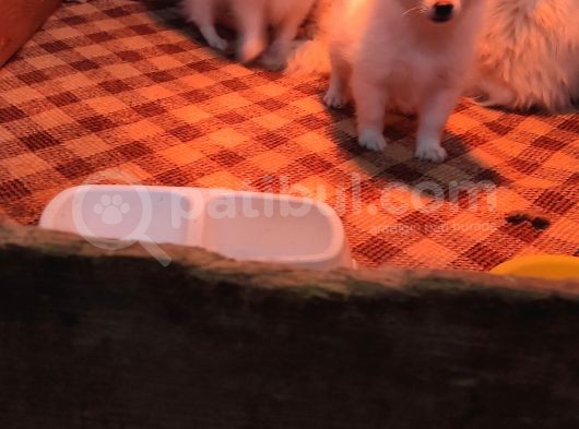 Spi̇tz Pomerani̇an A Kali̇te Bebekler Irk Garanti̇li̇