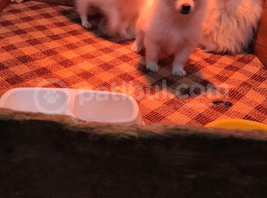 Spi̇tz Pomerani̇an A Kali̇te Bebekler Irk Garanti̇li̇ görsel