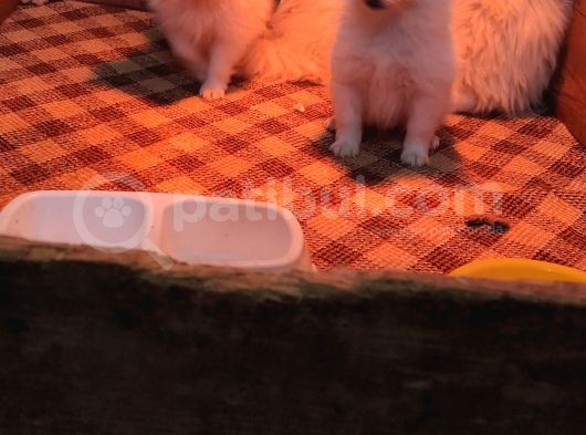 Spi̇tz Pomerani̇an A Kali̇te Bebekler Irk Garanti̇li̇ görsel
