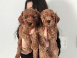 En Zeki̇ 2. Irk Tadindan Yenmeyen Toy Poodle