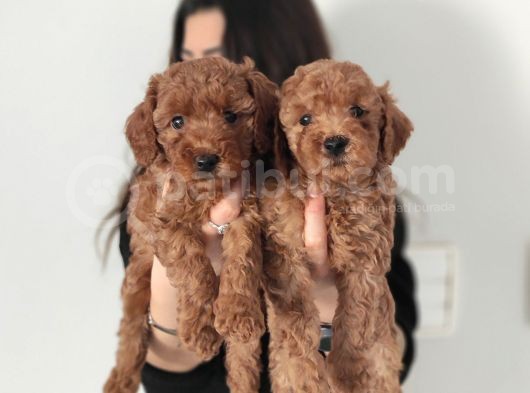 En Zeki̇ 2. Irk Tadindan Yenmeyen Toy Poodle görsel
