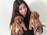 En Zeki̇ 2. Irk Tadindan Yenmeyen Toy Poodle