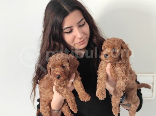 En Zeki̇ 2. Irk Tadindan Yenmeyen Toy Poodle görsel