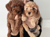 En Zeki̇ 2. Irk Tadindan Yenmeyen Toy Poodle
