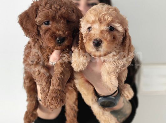 En Zeki̇ 2. Irk Tadindan Yenmeyen Toy Poodle görsel