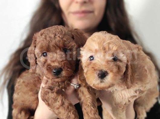 En Zeki̇ 2. Irk Tadindan Yenmeyen Toy Poodle görsel