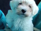 Kar Beyazi Maltese Terri̇er Sifir Numara