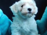 KAR BEYAZI MALTESE TERRİER SIFIR NUMARA