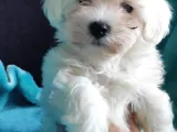 Kar Beyazi Maltese Terri̇er Sifir Numara