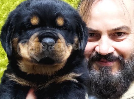 Koca Kafa Macar Rotwei̇ller Yavrulari