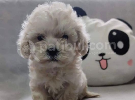 Evinizin Yeni Üyesi Maltipoo Yavrum görsel