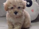 Evinizin Yeni Üyesi Maltipoo Yavrum