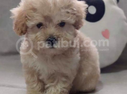 Evinizin Yeni Üyesi Maltipoo Yavrum görsel