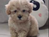 Evinizin yeni üyesi Maltipoo yavrum