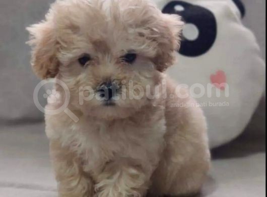 Evinizin Yeni Üyesi Maltipoo Yavrum