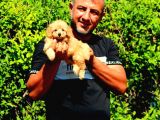 Nescafe Tadında 3 Ü 1 Arada Tüy Dökmez, Zeki, Mükemmel Görsellik Toy Poodle