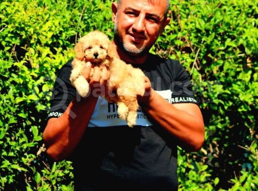 Nescafe Tadında 3 Ü 1 Arada Tüy Dökmez, Zeki, Mükemmel Görsellik Toy Poodle görsel