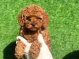 Mini Boy Red Disi Erkek Bebekler