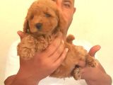 Nescafe Tadında 3 Ü 1 Arada Tüy Dökmez, Zeki, Mükemmel Görsellik Toy Poodle