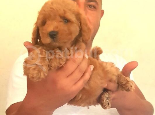 Nescafe Tadında 3 Ü 1 Arada Tüy Dökmez, Zeki, Mükemmel Görsellik Toy Poodle