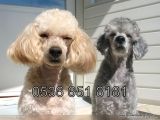 Nescafe Tadında 3 Ü 1 Arada Tüy Dökmez, Zeki, Mükemmel Görsellik Toy Poodle