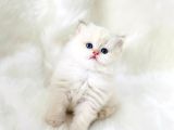 British Shorthair ve British Longhair Show Kalite Yavrular