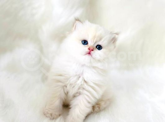 British Shorthair Ve British Longhair Show Kalite Yavrular