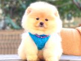KREM POMERANİAN BOO ERKEK