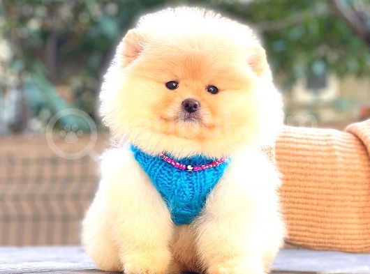Krem Pomerani̇an Boo Erkek