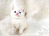 British Shorthair Ve British Longhair Show Kalite Yavrular