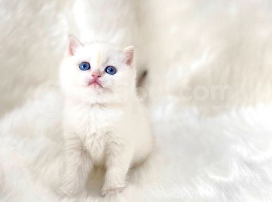 British Shorthair Ve British Longhair Show Kalite Yavrular görsel