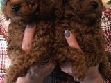 Tüy Dökmez Koku Yapmaz Efsane Toy Poodle Yavrularımız