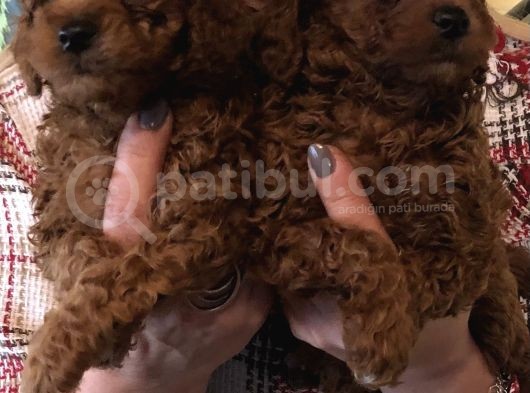Tüy Dökmez Koku Yapmaz Efsane Toy Poodle Yavrularımız görsel