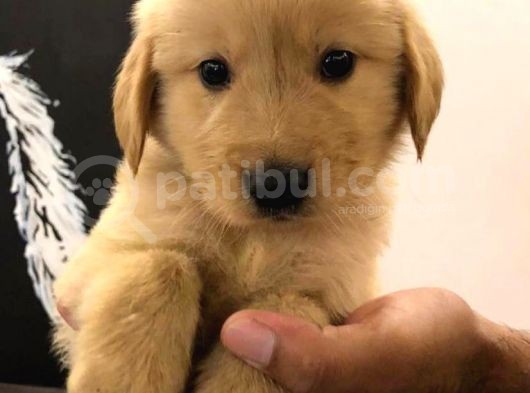 Baby Face Golden Retri̇ever Yavrulari görsel