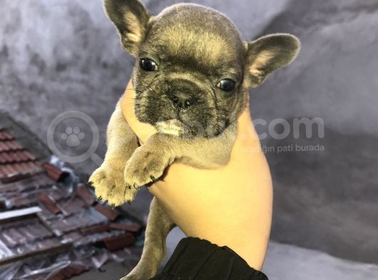 Egzotik Bluemerle Blue Ve Li̇lac Yavrularimiz görsel