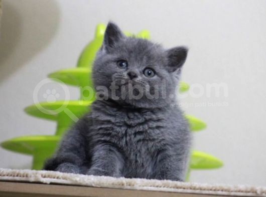 Sevi̇mli̇ Surat Bri̇ti̇sh Shorthai̇r Yavrular