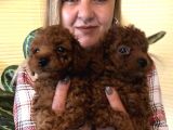 Tüy Dökmez Koku Yapmaz Efsane Toy Poodle Yavrularımız