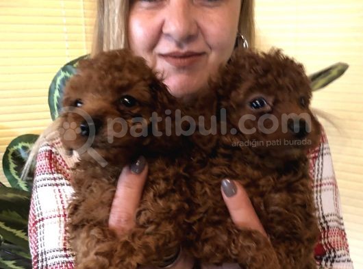 Tüy Dökmez Koku Yapmaz Efsane Toy Poodle Yavrularımız görsel