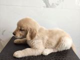 Irk Garanti̇li̇ Golden Retri̇ever Yavrulari
