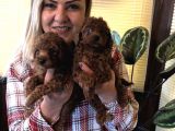 Tüy Dökmez Koku Yapmaz Efsane Toy Poodle Yavrularımız